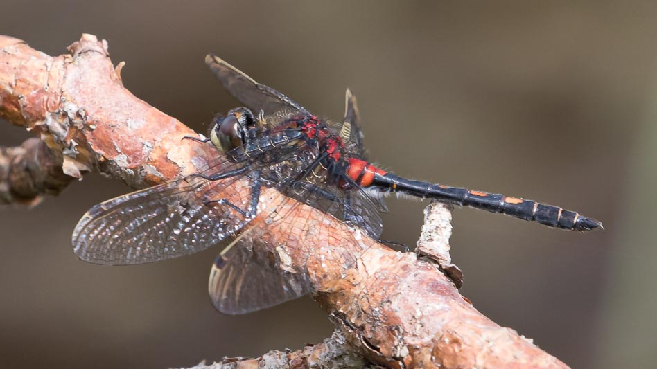 Leucorrhinia dubia (Small Whiteface) male-1869.jpg